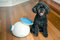 Small_ifetch-ball-launcher-for-dogs-2