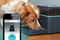 Small_pintofeed-automatic-pet-feeder-1